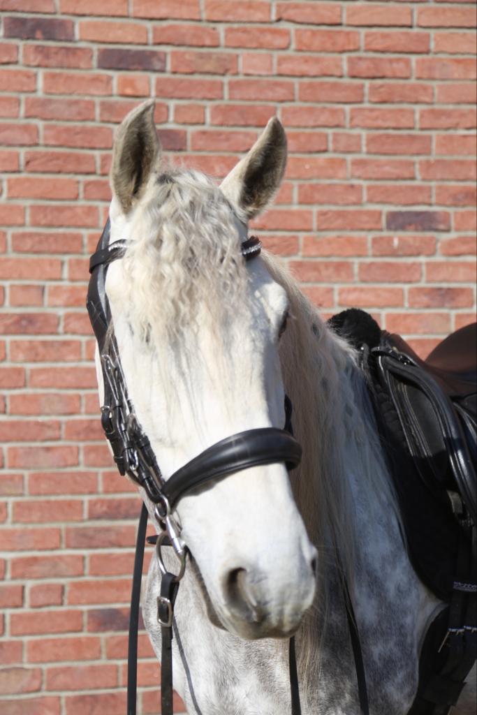 Trense Quittpad "NeXaver Trensenzaum Smart"